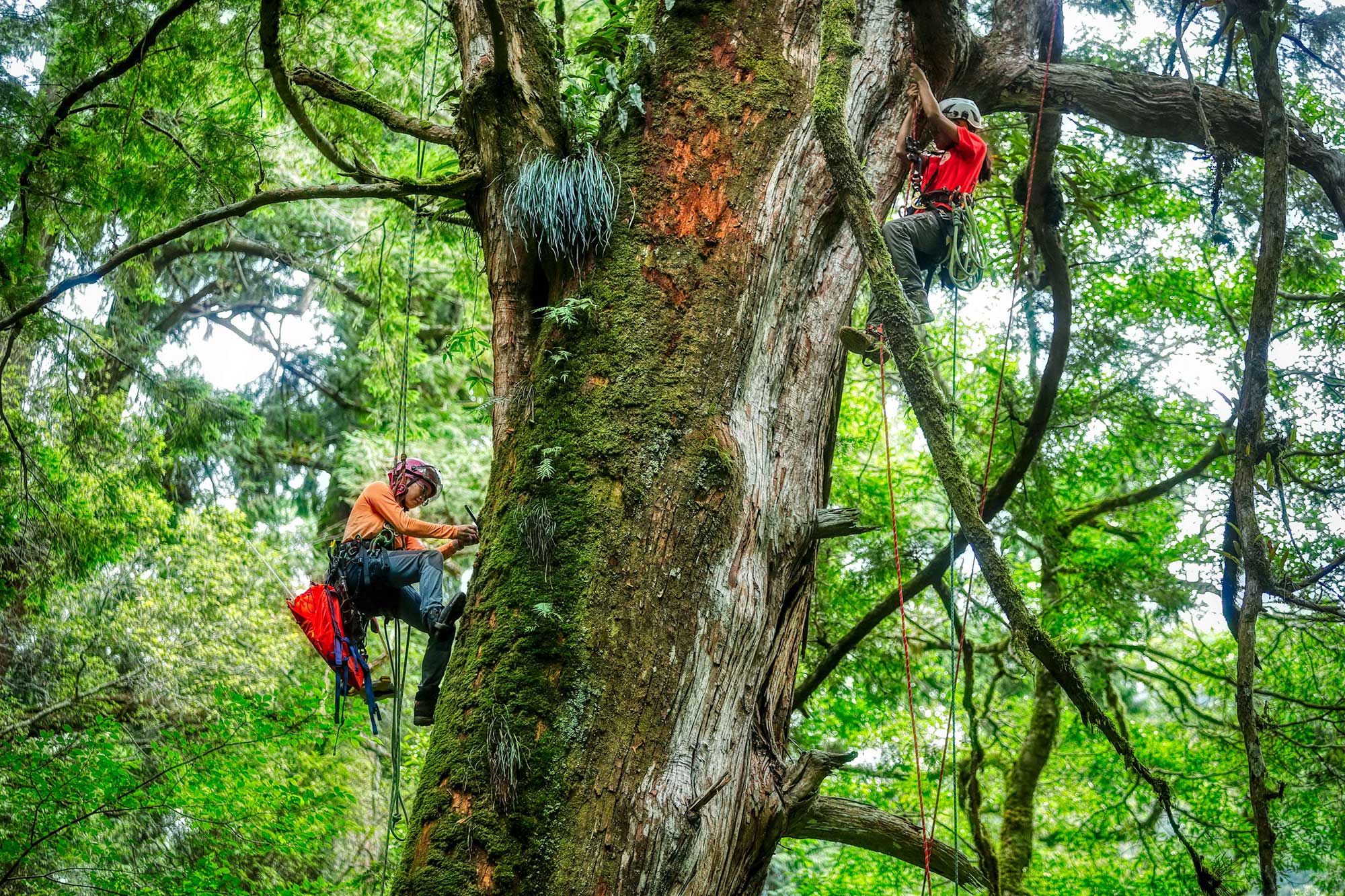 團隊執行樹上任務