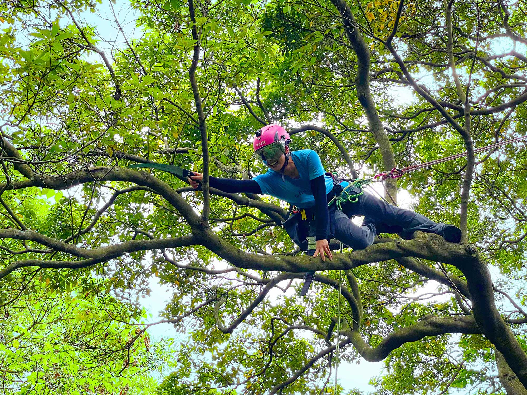 模擬ISA攀樹認證考試持手鋸項目