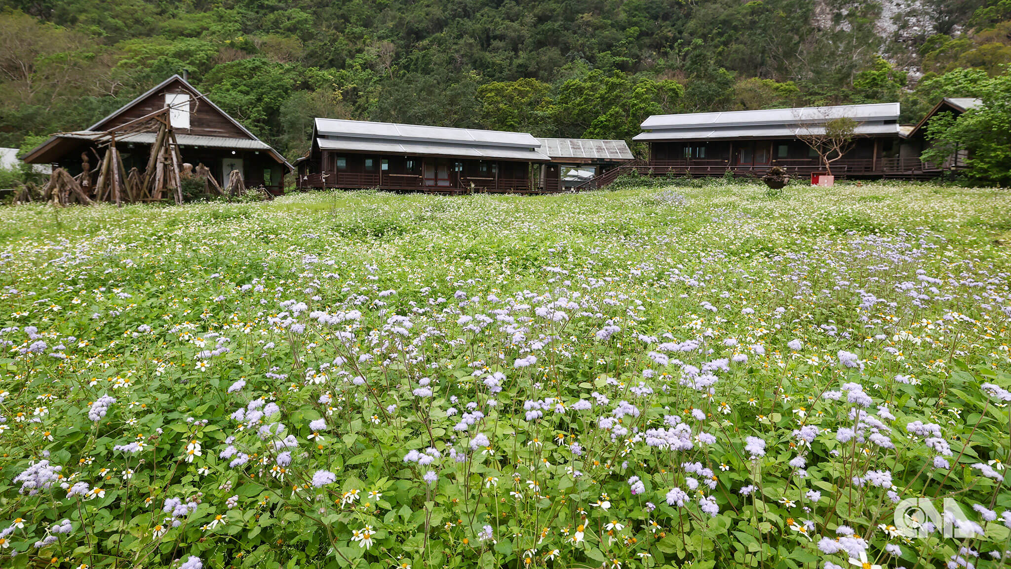太魯閣國家公園布洛灣上台地的山月村,原是園區內熱門的住宿地點,地震風災後聯外道路成重災區,少了人跡的園區草皮隨意生長,春季開滿紫色小花